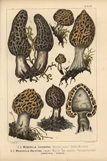 Champignons Prints: Morel mushrooms: Morchella lutescens, Morchella
