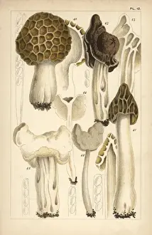 Elastica Prints: Morel, saddle and helvella mushrooms