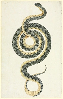 Lepidosaur Gallery: Morelia spilota, diamond python