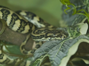 Lepidosaur Gallery: Morelia spilota, Jaguar carpet python