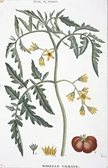 Juicy Prints: Morelle tomate, tomato