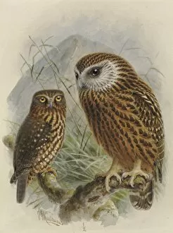 A History Of The Birds Of New Zealand Gallery: Morepork Ruru, Laughing Owl Whekau