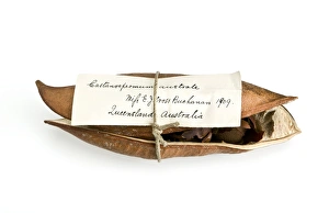 Images Dated 23rd July 2008: Moreton Bay chestnut seed pod