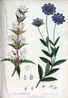 Scabiosa Prints: Morian wallichiana and Scabiosa speciosa