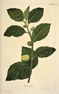 Rosales Prints: Morinda citrifolia, Indian mulberry
