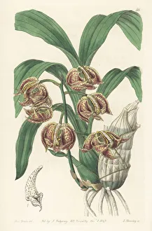 Mormodes aromatica orchid