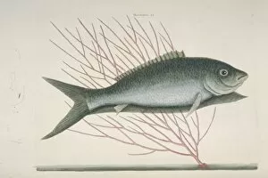 Mark Catesby Collection: Mormyrus ex cinereo nigricans, bone-fish