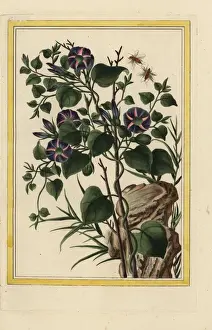 Belles Prints: Morning glory, bindweed species