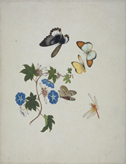 Anisoptera Gallery: Morning Glory with butterflies & dragonfly