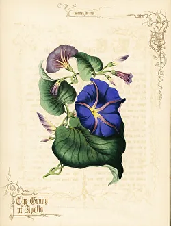 Gold Calligraphy Prints: Morning glory flowers and foliage