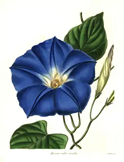 Botanist Prints: Morning glory, Ipomoea tricolor