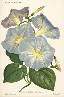 Morning glory, Ipomoea tricolor