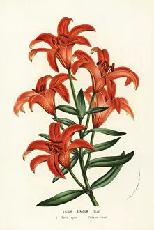 Lily Gallery: Morning star lily, Lilium concolor