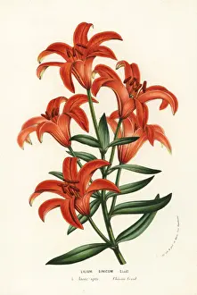 Morning star lily, Lilium concolor