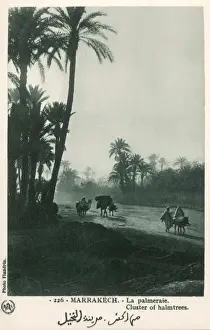 Marrakesh Prints: Morocco - Marrakesh - Cluster of Palmtrees