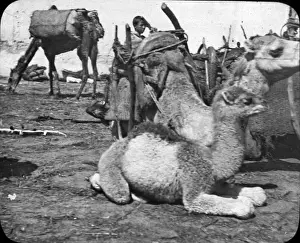 Morocco, North Africa - Baby Camel