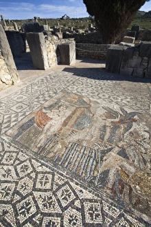 Images Dated 24th February 2011: MOROCCO. Volubilis. Ruins of the Roman city
