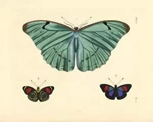 Morpho and hydaspes eighty-eight butterfly