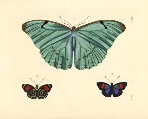 Morpho and hydaspes eighty-eight butterfly Morpho and hydaspes eighty-eight butterfly