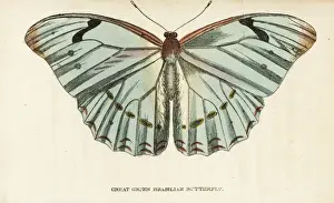 Naturalistspocketmagazine Prints: Morpho laertes (Great green Brazilian butterfly)