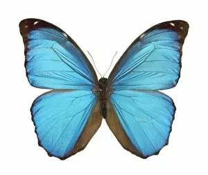 Amazonian Gallery: Morpho menelaus, Amazonian butterfly