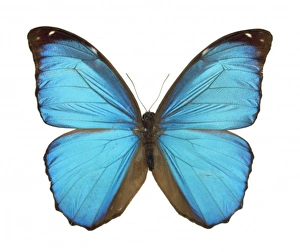 Morpho menelaus, Amazonian butterfly