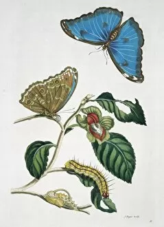 Anna Maria Sibylla Merian Gallery: Morpho menelaus, blue morpho butterfly