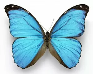 Lepidoptera Collection: Morpho menelaus, Cramers blue butterfly