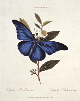 Lepidoptera Collection: Morpho rhetenor, blue morpho butterfly