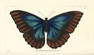 Morpho telemachus butterfly