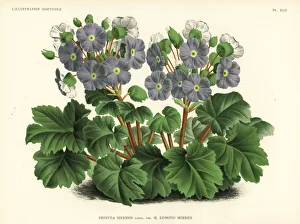 Primula Gallery: Morrens Chinese primrose cultivar, Primula