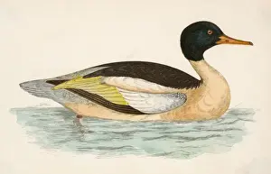 Bills Prints: Morris / Duck / Goosander