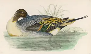 Morris / Duck / Pintail
