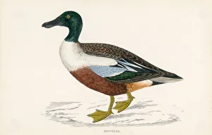 Anas Collection: MORRIS / DUCK / SHOVELER