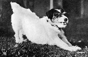 Images Dated 12th July 2016: Morty the dog, mascot of WW1