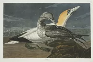 Morus bassanus, northern gannet