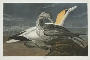 Immature Prints: Morus bassanus, northern gannet
