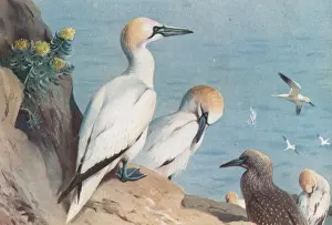 Morus bassanus, northern gannet