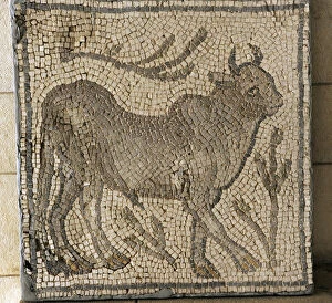 Mosaic. Beit Guvrin. Byzantine period, 4th century CE. Bull