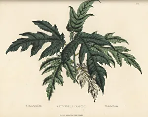 Mosaic fig, Ficus aspera