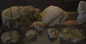 Fragments Prints: Mosaic fragments. From the Roman Villa of Centrona
