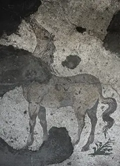 Mosaic of the Great Palace Mosaic Museum. Istanbul