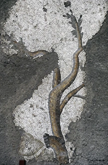 Images Dated 14th December 2013: Mosaic of the Great Palace Mosaic Museum. Istanbul