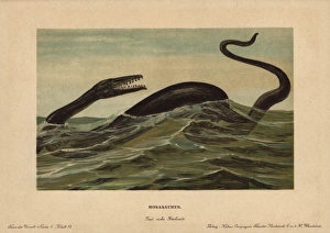 Aquatic Gallery: Mosasaur, Mosasaurus hoffmannii, extinct genus
