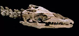 Reptiles Gallery: Mosasaur: Platycarpus ictericus