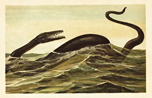 Aquatic Prints: Mosasaurus hoffmannii, extinct aquatic reptile