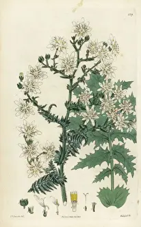 Moscharia pinnatifida