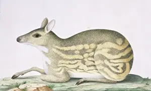 Joan Gideon Prints: Moschiola meminna, Indian spotted chevrotain