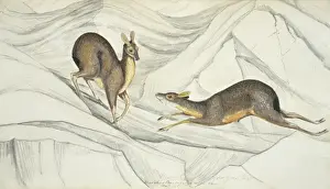 Graceful Prints: Moschus chrysogaster, alpine musk deer