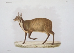 Moschus Collection: Moschus moschiferus, Siberian musk deer